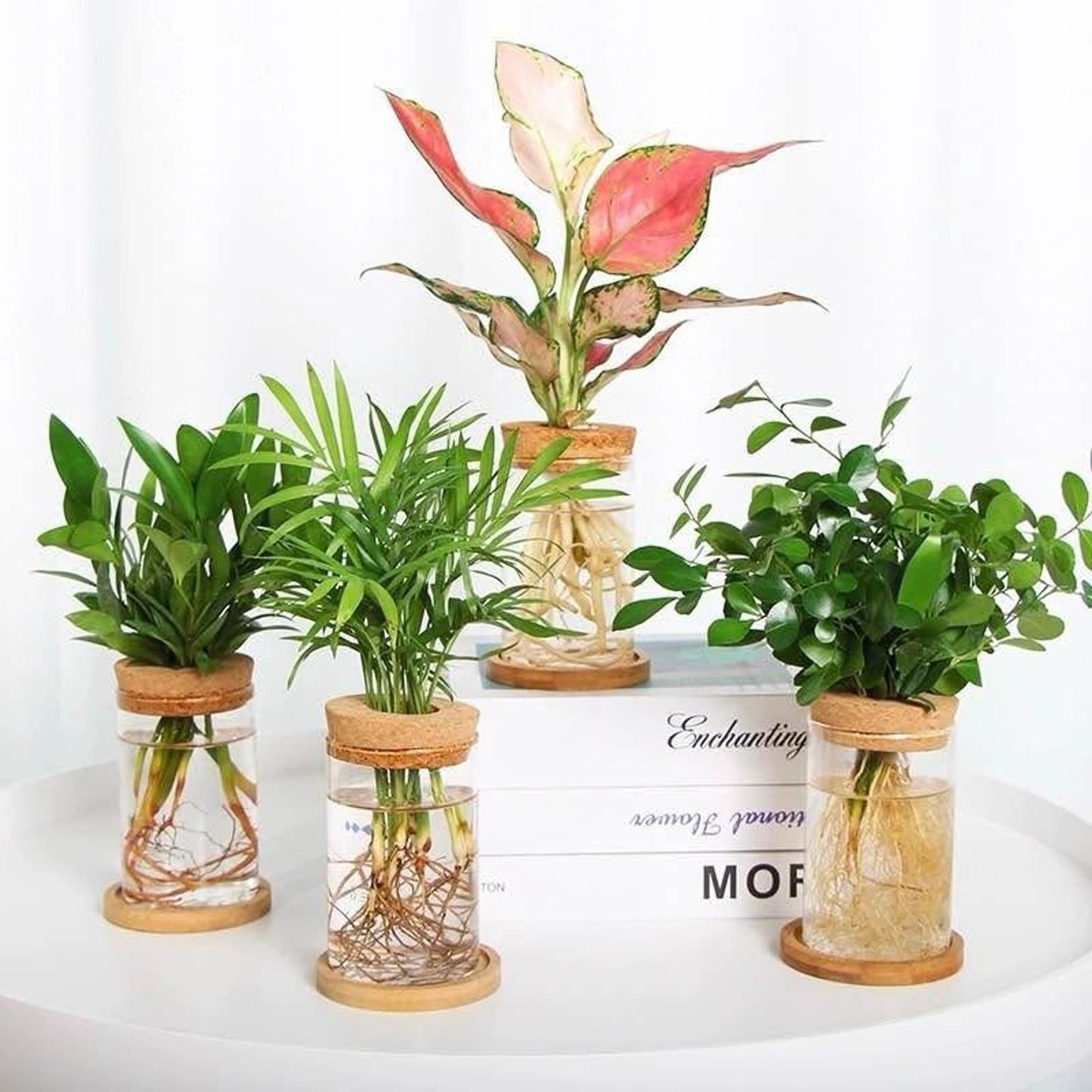 Hydroponic Glass Vase