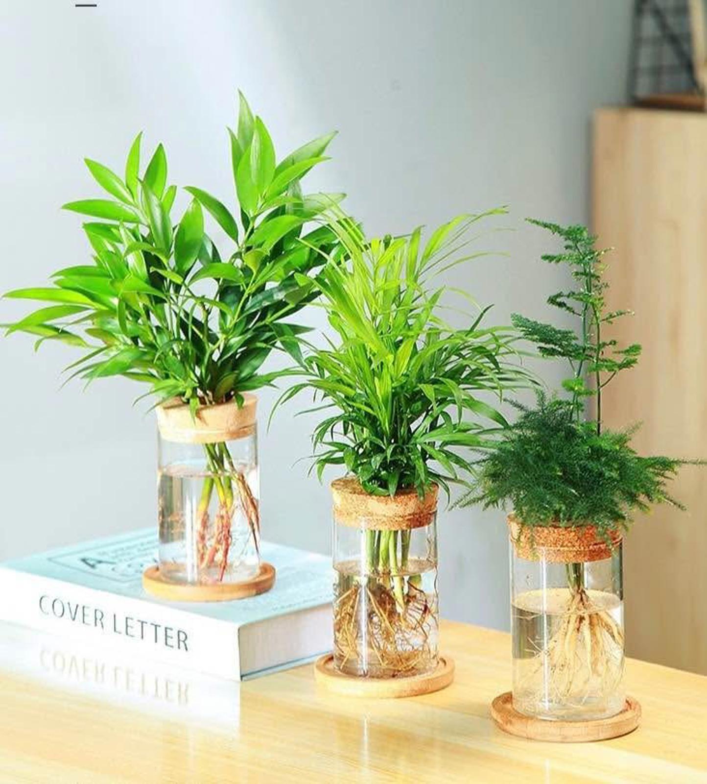 Hydroponic Glass Vase