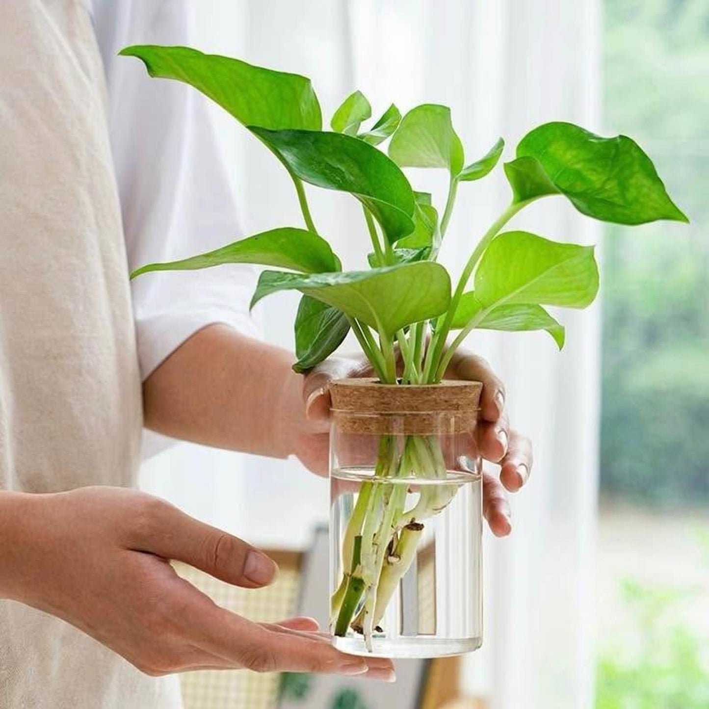 Hydroponic Glass Vase