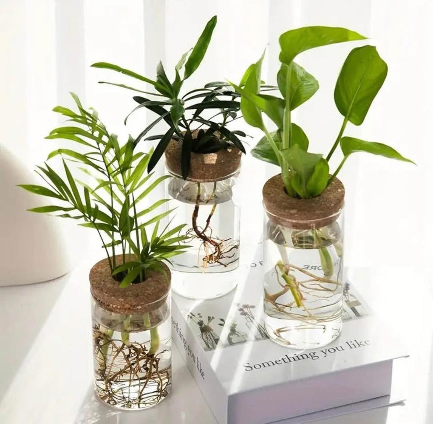 Hydroponic Glass Vase