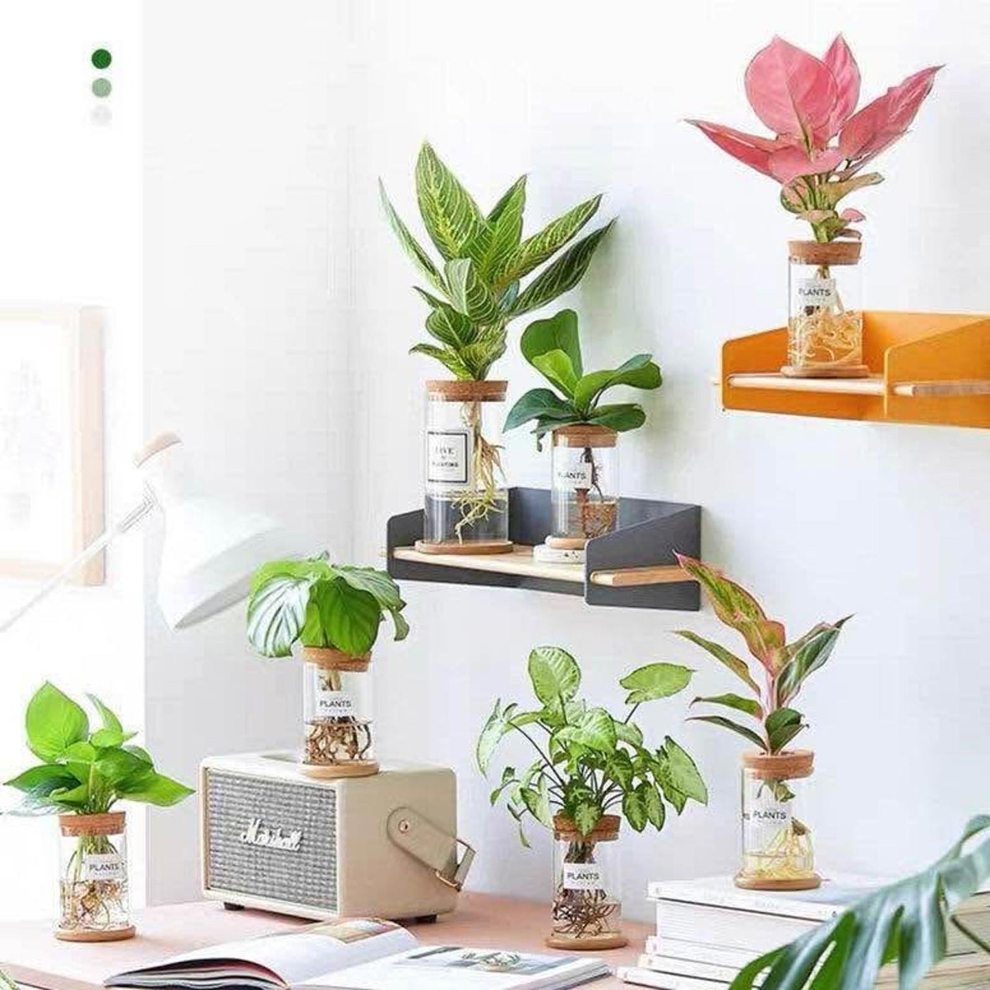 Hydroponic Glass Vase