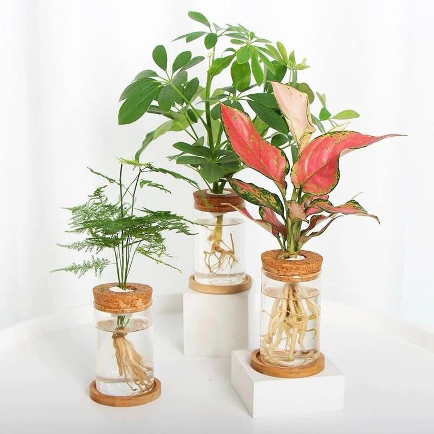Hydroponic Glass Vase