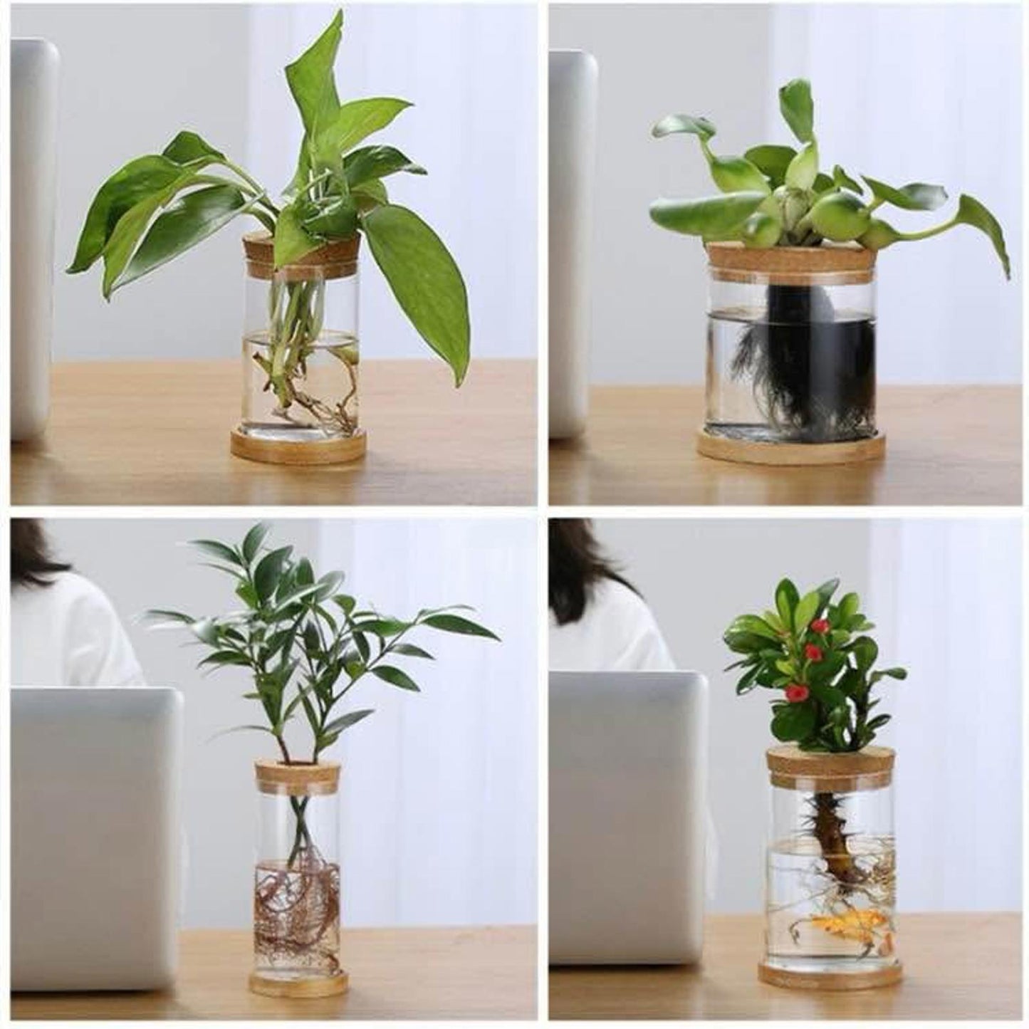 Hydroponic Glass Vase
