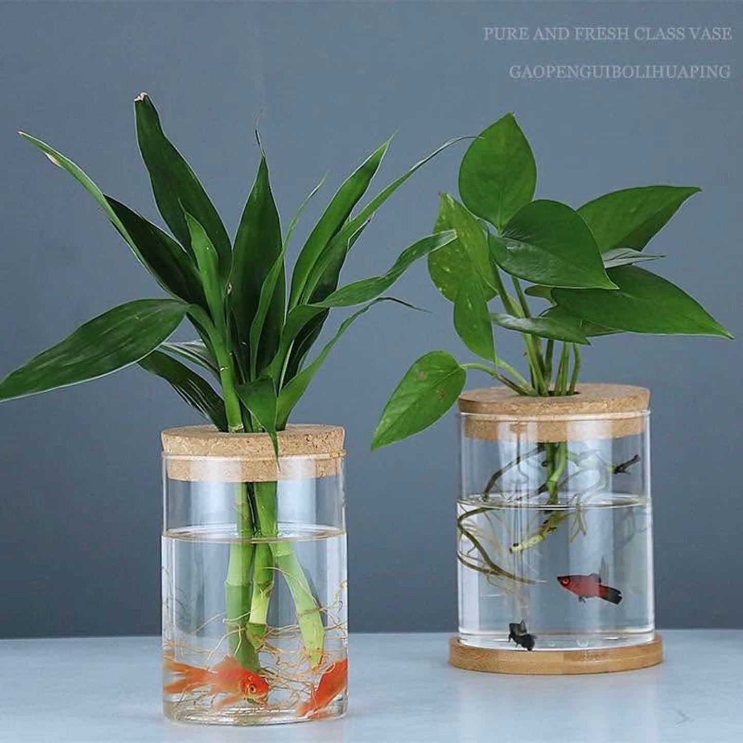 Hydroponic Glass Vase